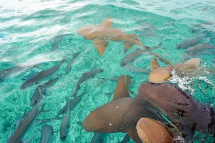 Photo of Person Swimming Near School of Clown Fish