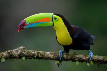 A blue and yellow bird sitting on a tree stump